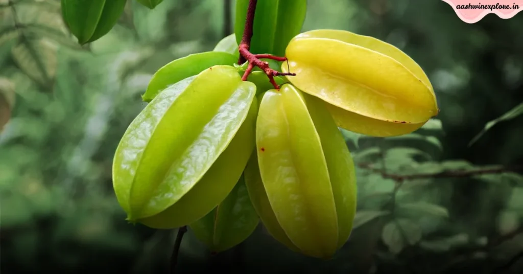 कमरख (स्टार फ्रूट) के फायदे: वजन घटाने से लेकर जवां स्किन तक, ये तारे जैसा फल है चमत्कारी! 1 Copy of Untitled 7